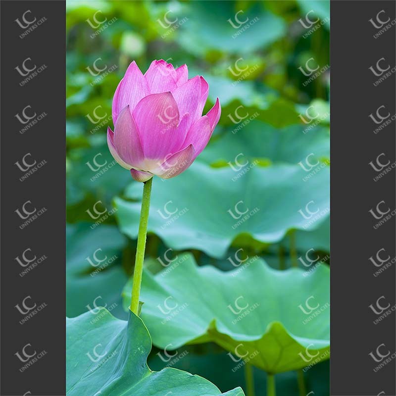 Rose Bourgeon de Lotus